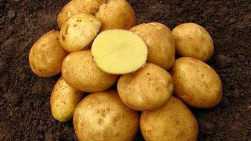 Венета картофель характеристика отзывы. Семенной картофель Винета. Сорт картофеля Венета. Сорт картофеля Волат.