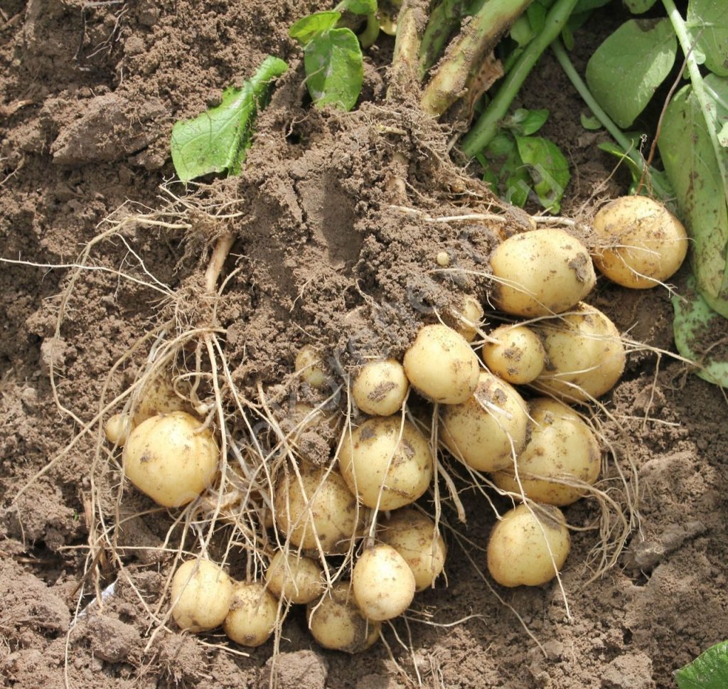 Семенной картофель Вымпел