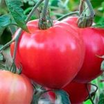 Сорт Абаканский розовый на кусте