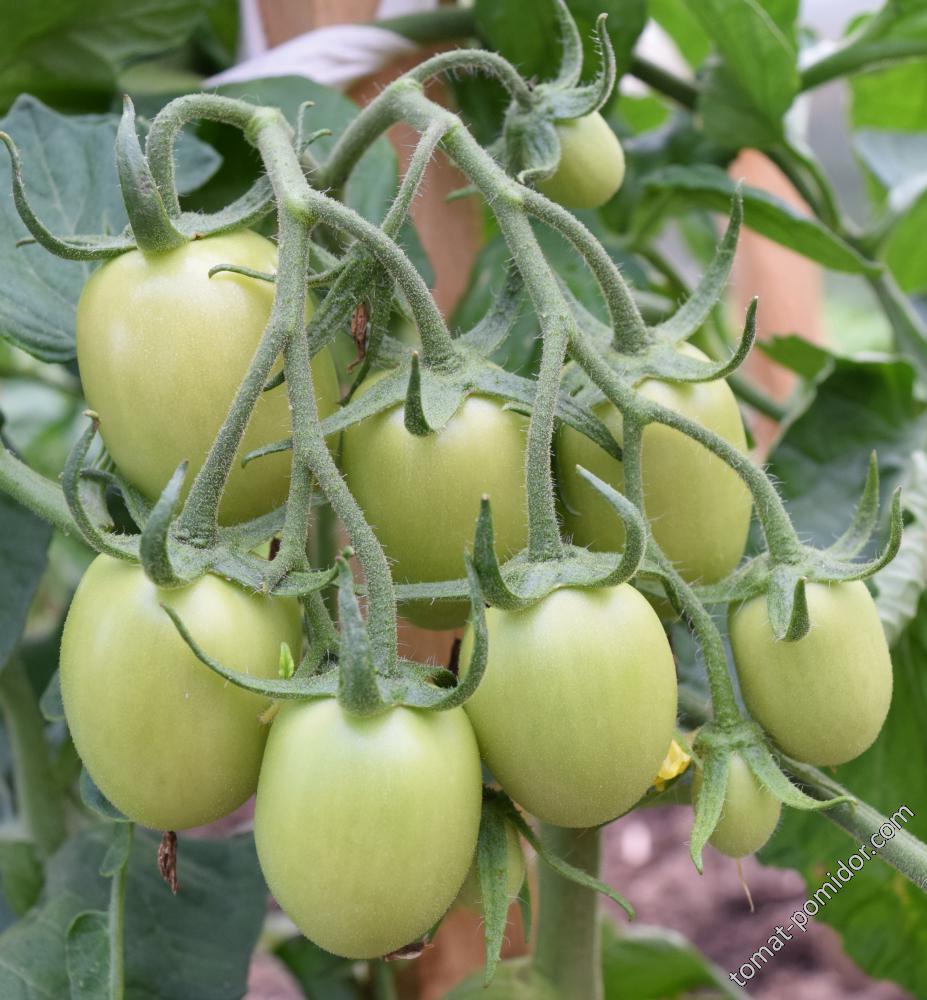 Зеленые томаты Аделина