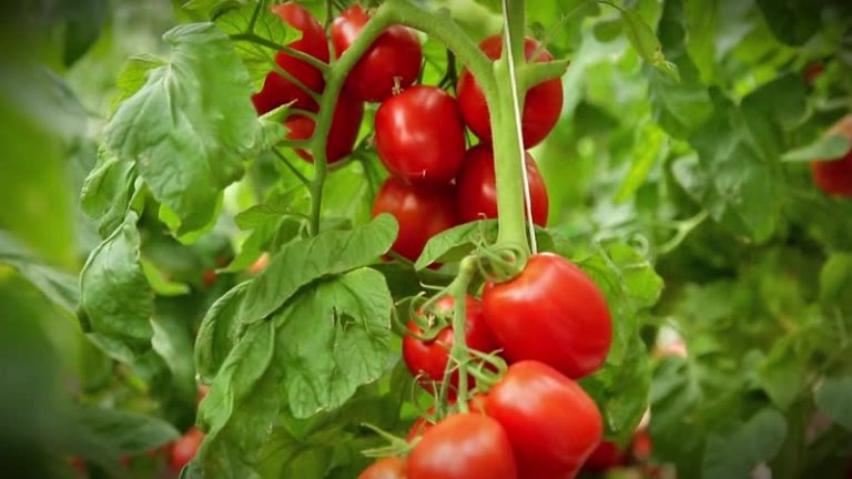 Томат Аделина: характеристика и описание сорта, фото, отзывы