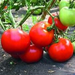 Гроздь томатов сорта Ажур
