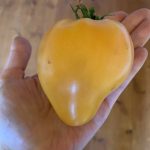 Плод Бычье сердце персиковое