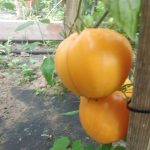 Куст томата сорта Бычье сердце персиковое