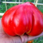 Большой экземпляр томата