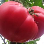 Большой плод помидора малиновый гигант