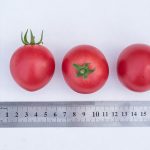 Измерение плодов