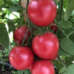 Гроздь томатов Малиновый Земледелец