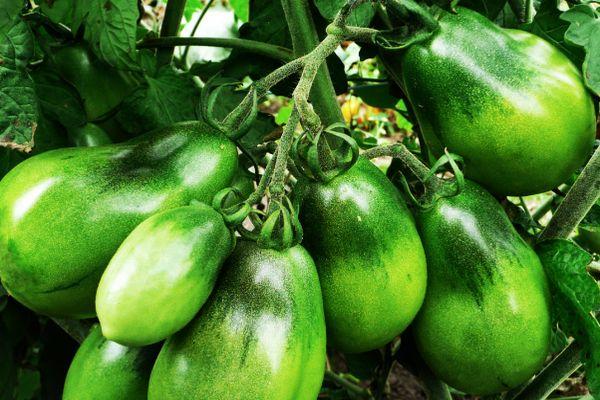 Перец Силач описание сорта характеристика плодов агротехника выращивания и ухода отзывы