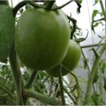 Зеленый томат сорта Микадо красный