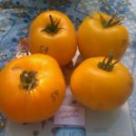 Оранжевые томата сорта Микадо