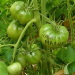 Зеленые плоды томата