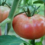 Созреваюшие томаты сорта Картофельный малиновый