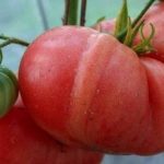 Большие плоды томата
