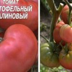 Сем ена и плоды сорта томата Картофельный малиновый