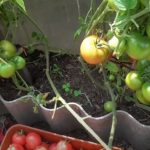 Плоды и кусты сорта томата Малиновая ляна