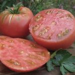 Мясистые розовые томаты