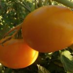 Оранжевый плод