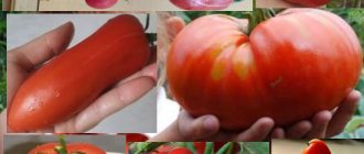 Минусинские томаты