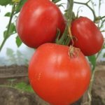 Спелые томаты домашние Минусинские