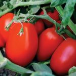 Плоды сорта томата Сибирская тройка
