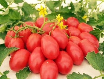Урожай томата сорта Сибирская тройка