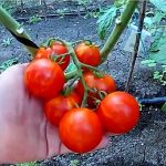 Гроздь томатов сорта Тигренок