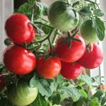Урожай томатов сорта балконное чудо
