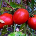 Спелые томаты сорта данко