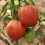 Крупноплодный томат