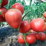 Сорт Орлиный клюв на кусте