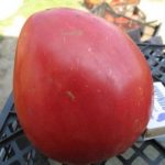 Плод томата сорта Орлиный клюв