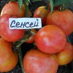Урожай томатов сорта Сенсей