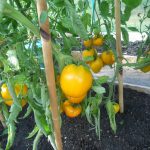 Выращивание помидор