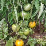Куст сорта Золотые купола