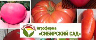 Сорта томатов от Сибирского Сада