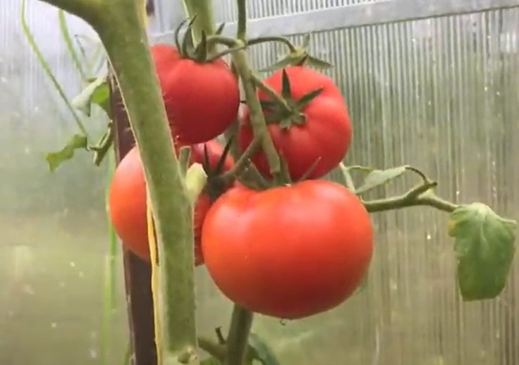 помидоры сорта сибирская гирлянда