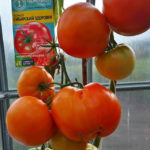 Выращивание томатов Сибирский здоровяк