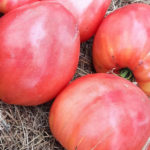 Урожай томата Малиновое мамино сердце