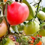 Кусты томата Сердце Сибири