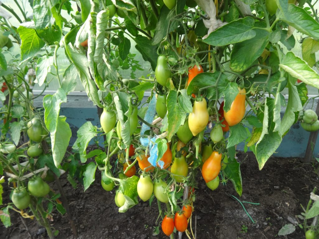 tomat-sibirskii-piruet-4-1024x768.jpg