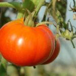 Плод томата Сибирский скороспелый
