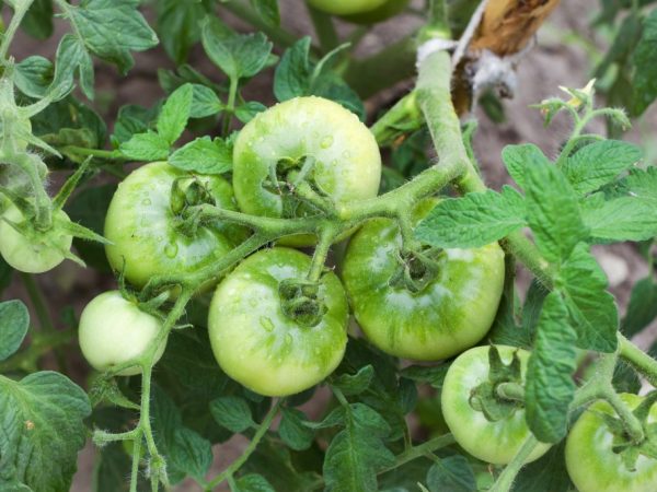 Зеленые томаты Сибирского скороспелого
