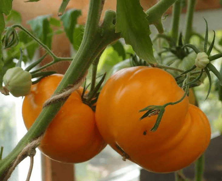 Сорт томата Алтайский оранжевый