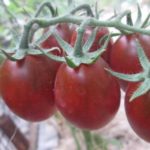 Красивая гроздь томата Де Барао черный