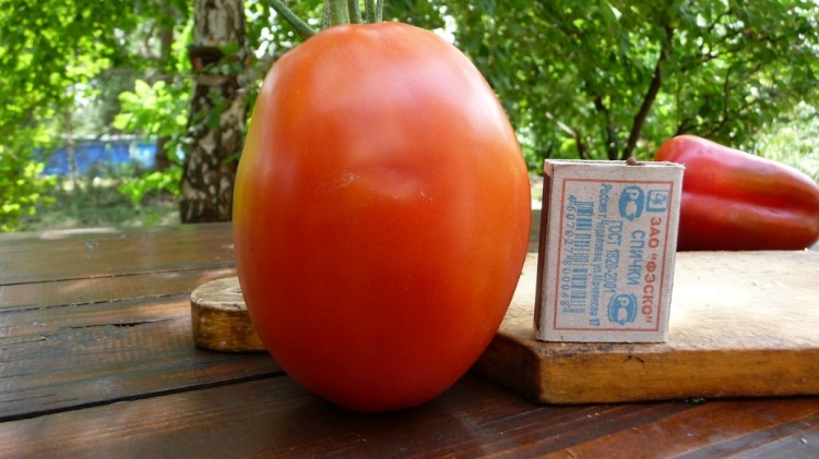 Большой помидор сорта Де Барао гигант