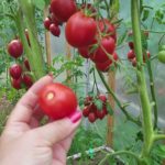 Поспевание томатов на кусте