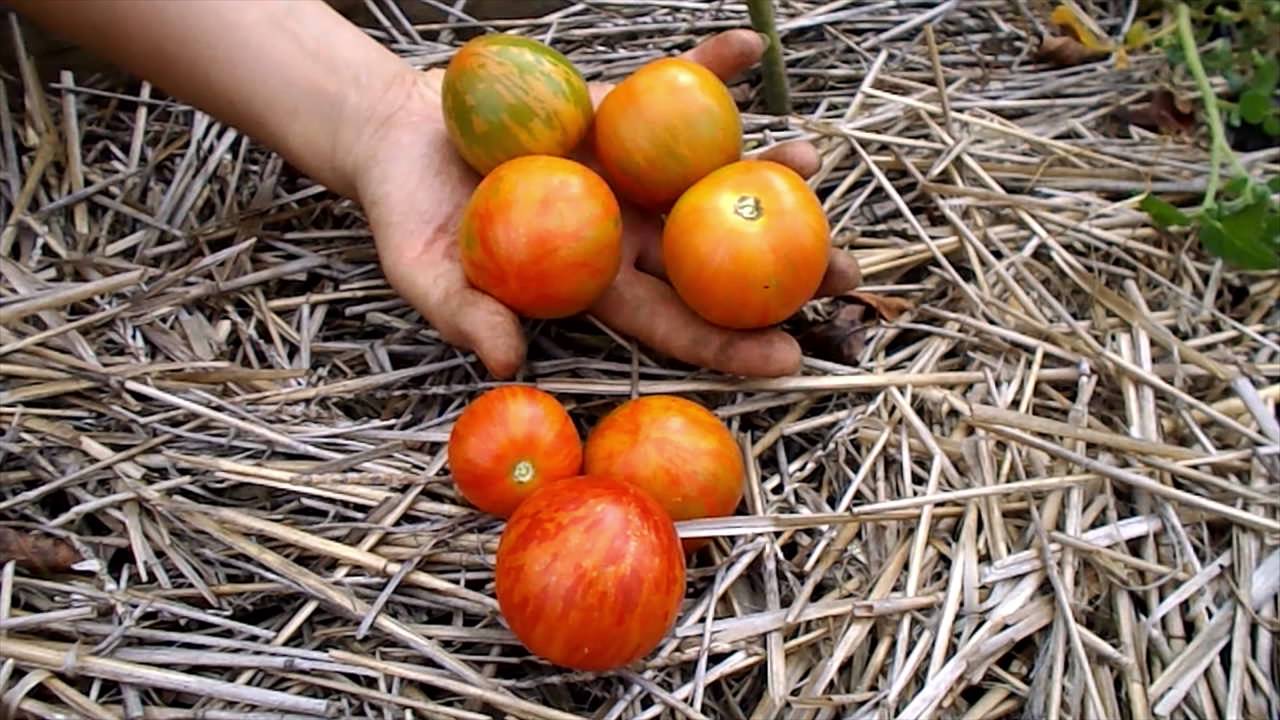Урожай томата Де Барао тигровый