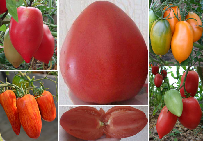 Сорта томатов кенигсберг с фото и описанием