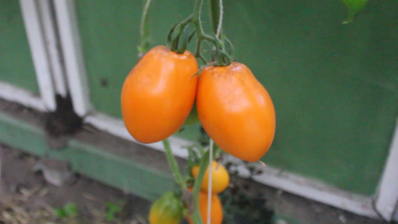 Ветка томата с оранжевыми плодами